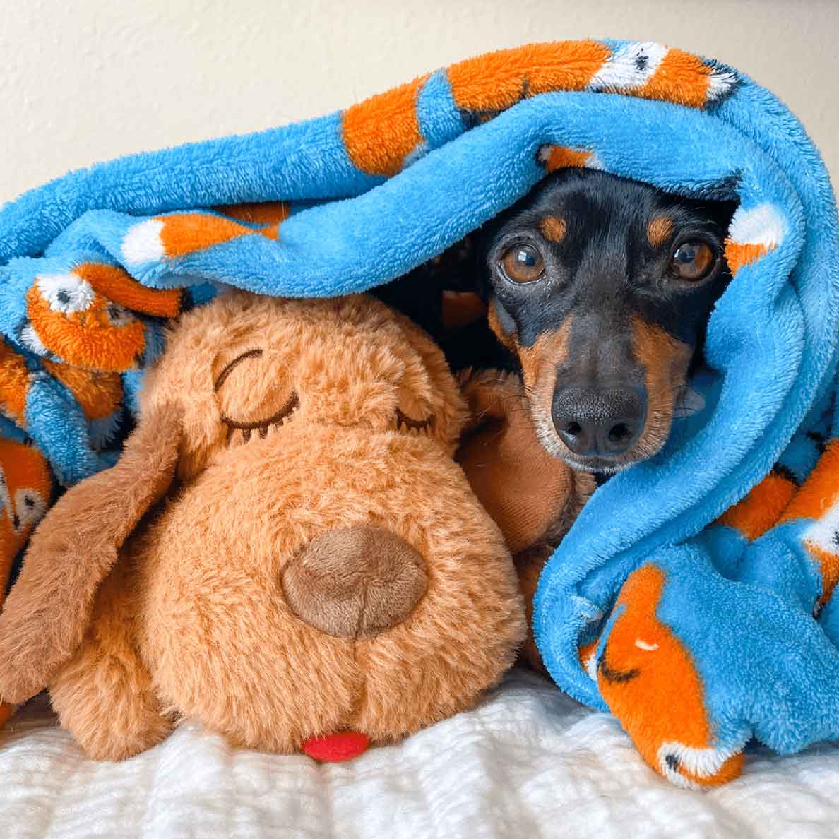 Snuggle Puppy® Out-of-Box Special, Medium Biscuit