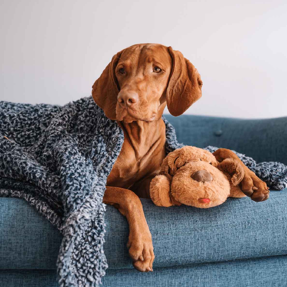 Snuggle Puppy® Out-of-Box Special, Medium Biscuit