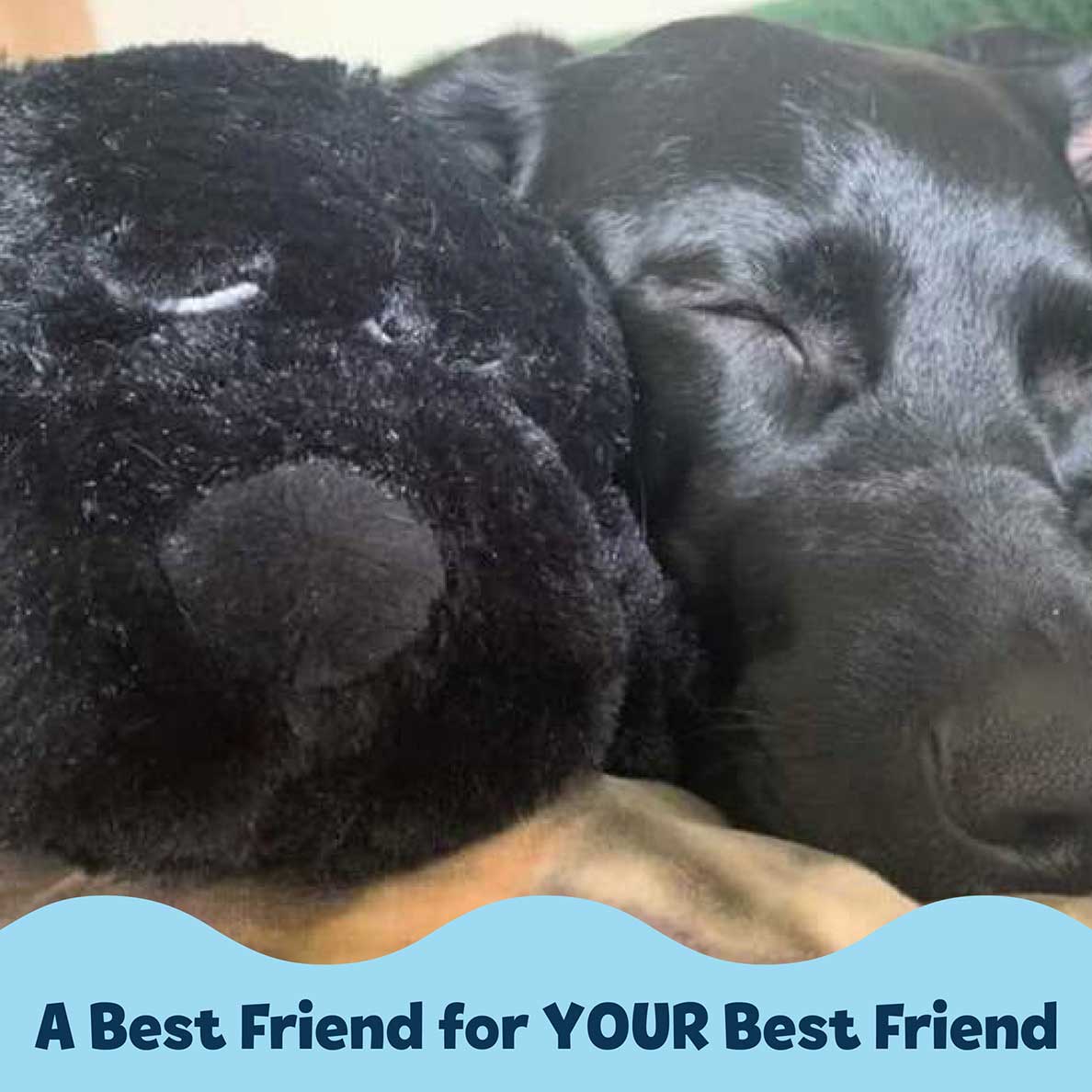 Snuggle Puppy® - Small / Black